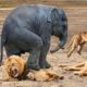 Mother Elephant rescue her baby from Lion | Lion vs Elenphant, Hyena