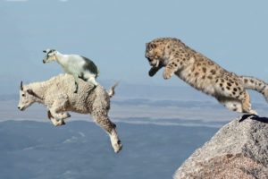Mother Mountain Goat Protect Her Baby From Snow Leopard Hunting, Animals Hunt Fail
