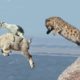 Mother Mountain Goat Protect Her Baby From Snow Leopard Hunting, Animals Hunt Fail