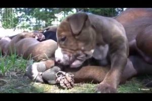 Mother Pitbull With Her Cute Puppies HD