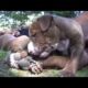 Mother Pitbull With Her Cute Puppies HD