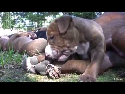Mother Pitbull With Her Cute Puppies HD