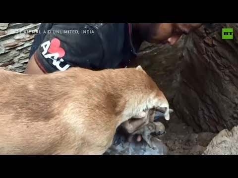 Mother dog claws her way through rubble and stone to rescue her puppies after house collapse