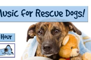 Music for Rescue Centres and Dog Kennels, Soothing Music for Rescued Animals ? #TRAIN07