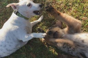 My Funny Talking Dog Video Round 2 Wrestling  With Funny Talking Animal