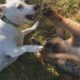 My Funny Talking Dog Video Round 2 Wrestling  With Funny Talking Animal