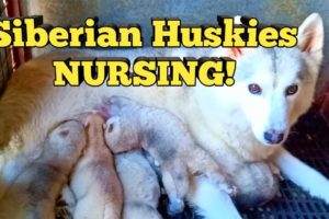 My Siberian Husky NURSING Her Cute Puppies | Good Job Cersei