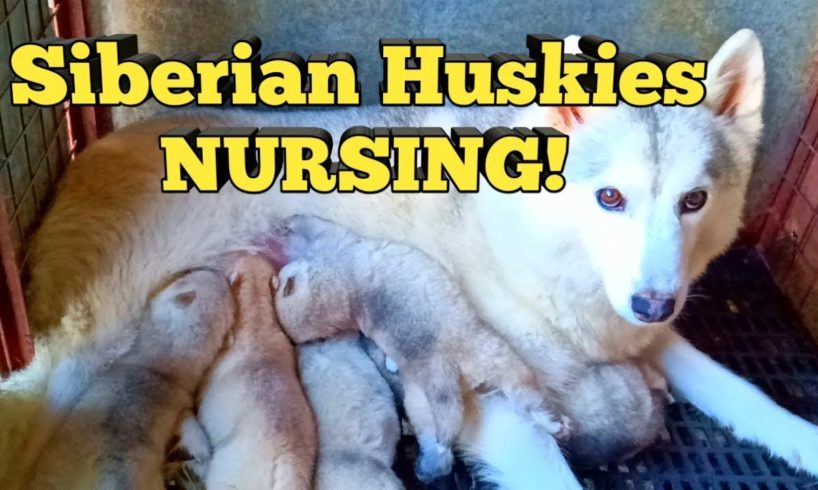 My Siberian Husky NURSING Her Cute Puppies | Good Job Cersei