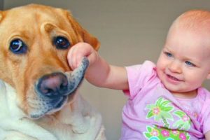 Naughty Puppies TICKLE Me – Funny Babies and Dogs Video – Cute Puppy Dog and Baby Videos