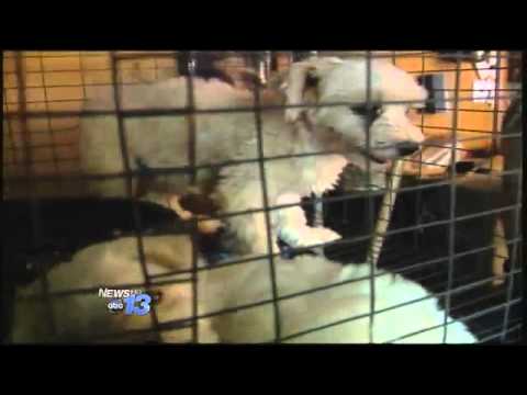 Nearly 60 Animals Rescued from "Inhumane" Co