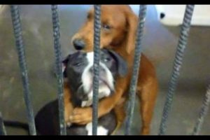 New Law Change - Pet shops can sell only rescued animals in California