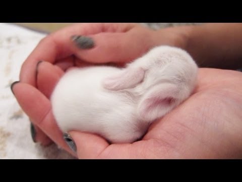 Newborn Baby Bunnies Snuggle and Sleep