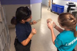 Nic the Hedgehog Gets Rescued A Riverside County Animal Services Video Short Sept 26 2019