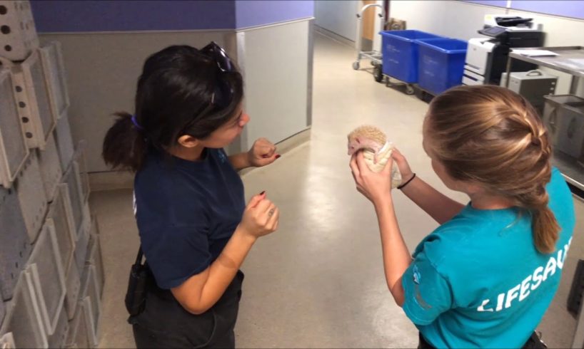 Nic the Hedgehog Gets Rescued A Riverside County Animal Services Video Short Sept 26 2019