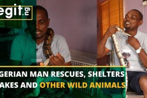 Nigerian man rescues, shelters snakes and other wild animals for a living| Legit TV