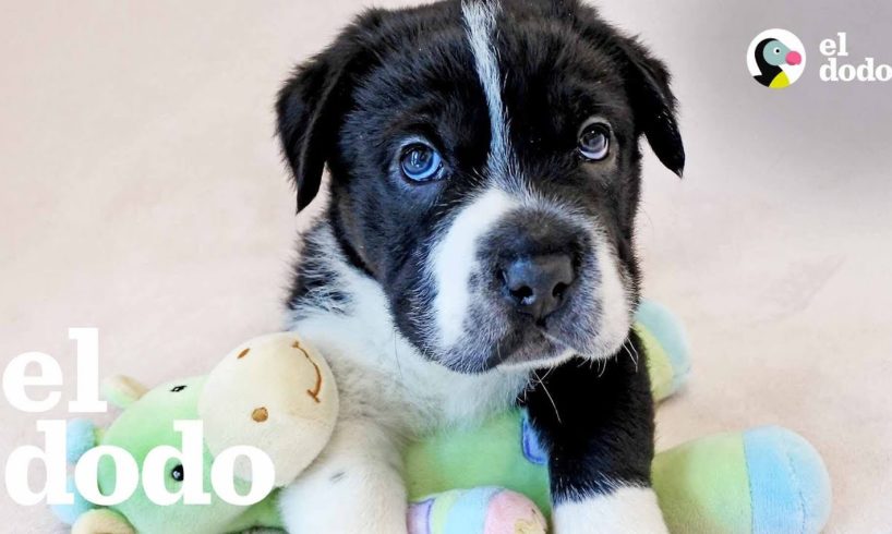 Nunca adivinarás la raza de este perro | El Dodo