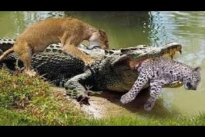 OMG#LION ATTACK FIGHT KILL CROCODILE HYENA BUFFALO WILD ANIMAL