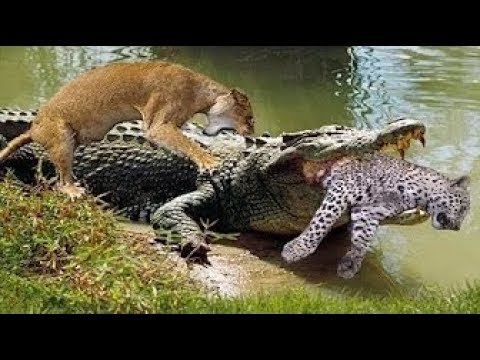 OMG#LION ATTACK FIGHT KILL CROCODILE HYENA BUFFALO WILD ANIMAL