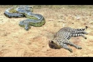 OMG#Leopard kills python#Wild Animal attack fight