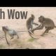 Oh My God!, Monkey plays so Hard,Very interesting monkey,Wild Animals.