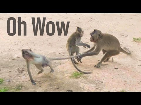 Oh My God!, Monkey plays so Hard,Very interesting monkey,Wild Animals.