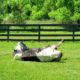 One of the abused farm animals rescued by Pets Alive