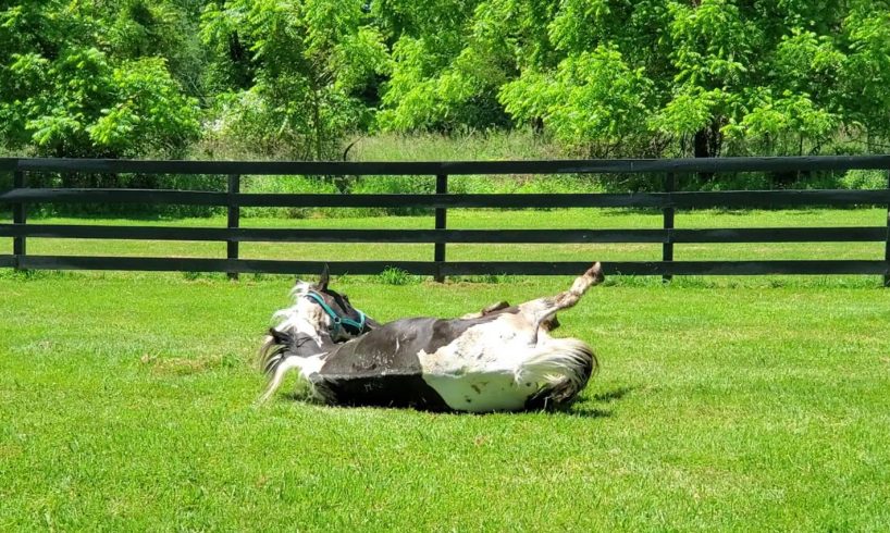 One of the abused farm animals rescued by Pets Alive