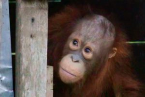 Orangutan Rescued after Two Years in a Cage | Red Ape: Saving The Orangutan | Earth Unplugged