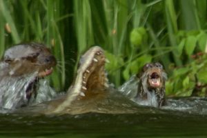 Otter Family Kills Caiman | Wild Brazil | BBC Earth