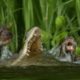Otter Family Kills Caiman | Wild Brazil | BBC Earth