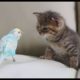 PARROTS Trying To Befriend KITTENS - Cute Kitten And Funny Parrot Videos Compilation 2018 [BEST OF]