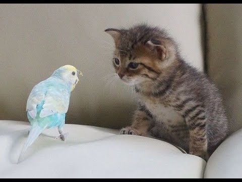 PARROTS Trying To Befriend KITTENS - Cute Kitten And Funny Parrot Videos Compilation 2018 [BEST OF]