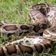 Pangolin vs Python : Young couple Rescued Pangolin from Python Attacking   Traps Wilderness