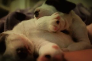 Paws of cute Puppies