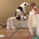 Perro bailador se luce en la boda de su mamá | El Dodo