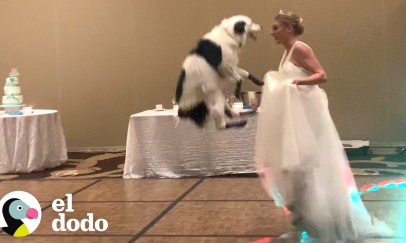 Perro bailador se luce en la boda de su mamá | El Dodo