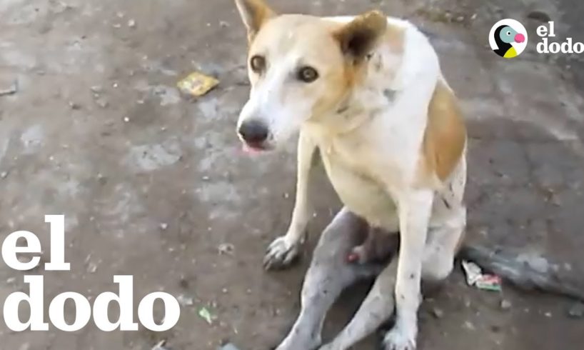 Perro callejero paralizado aprende a correr | El Dodo