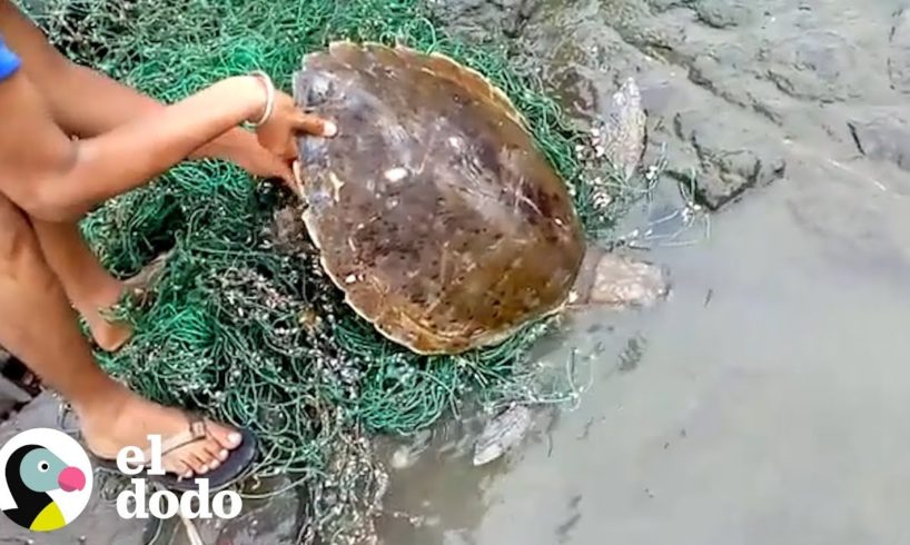 Personas encuentran una tortuga marina encajada en una red | El Dodo