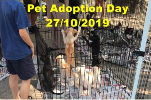 Pet Adoption Day 27/10/2019 - Find New Families For Poor Dogs and Cats | Animal Shelter