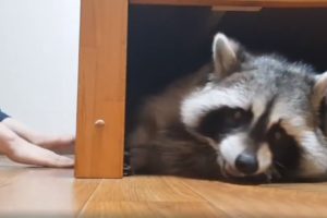 Pet raccoon loves to play games with his owner