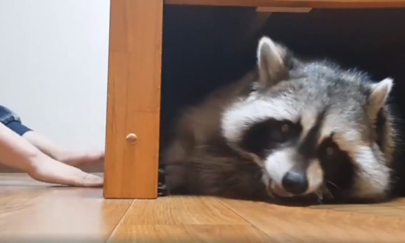 Pet raccoon loves to play games with his owner