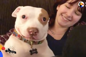 Pit Bull Dog Makes His Family Whole Again - BEAU | The Dodo Pittie Nation