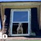 Pit Bull rescatado de una casa abandonada | El Dodo