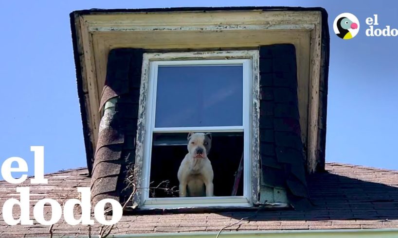 Pit Bull rescatado de una casa abandonada | El Dodo