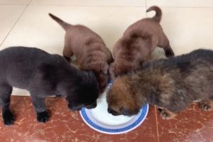 Pitiful 4 Puppy Are Drinking Milk After Bathing And Rescued