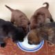 Pitiful 4 Puppy Are Drinking Milk After Bathing And Rescued