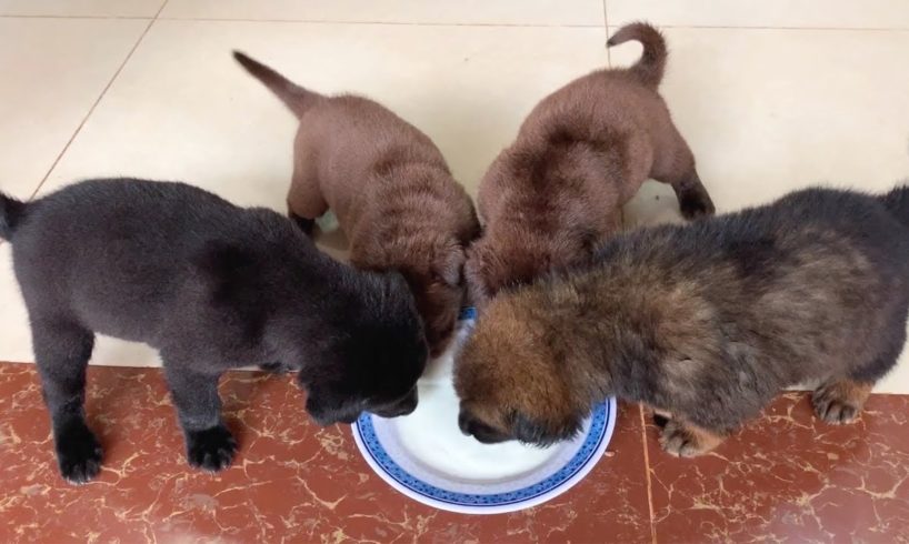 Pitiful 4 Puppy Are Drinking Milk After Bathing And Rescued