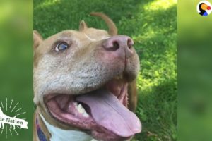 Pittie Who Spent Years Chained Up Loves New Life As A Cuddlebug  | The Dodo Pittie Nation