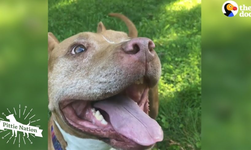 Pittie Who Spent Years Chained Up Loves New Life As A Cuddlebug  | The Dodo Pittie Nation