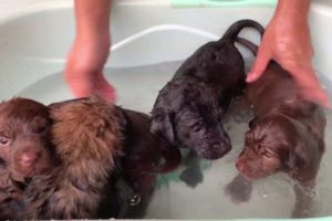 Pity 4 littles Puppy ! Bathing Them After Rescued And Give Them Some Food